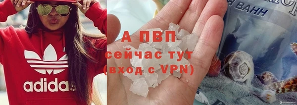 индика Богданович